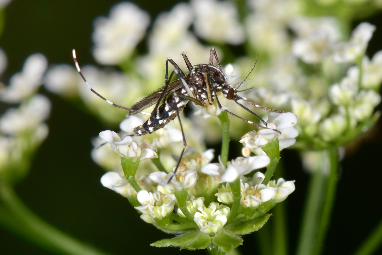 Culicidae:  Aedes albopictus vegana?